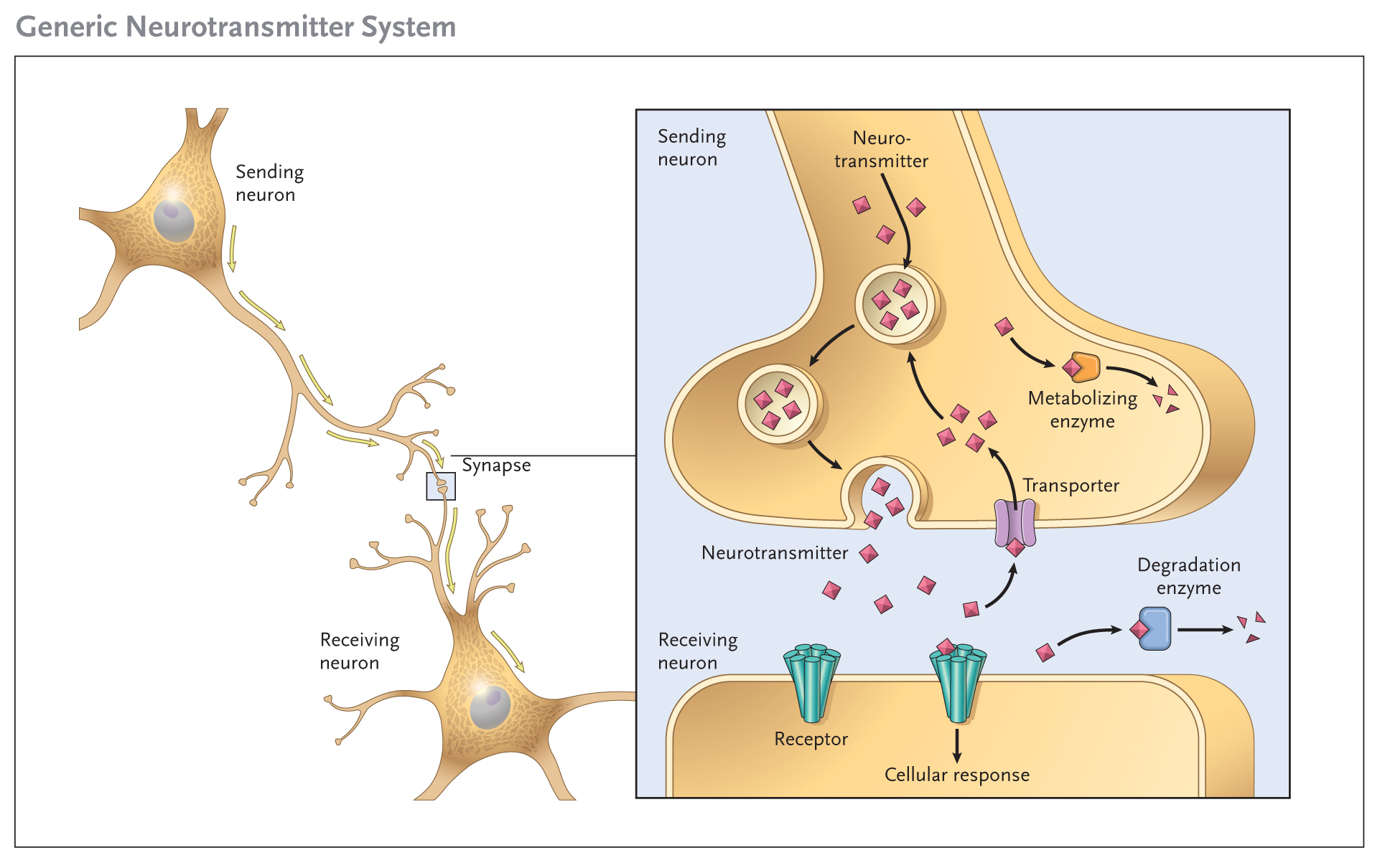 Neurotransmitter-System